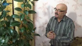 Как да се разпространяват на Ficus в дома начини за сядане (умножение) Как да се разпространяват на Ficus в дома начини за сядане
