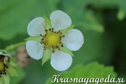 Как да пропагандира ягоди мустаци