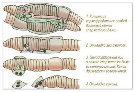 Как да се размножава за земни червеи (червеи) Как да се размножават дъждовните червеи