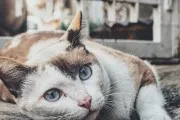 Като самостоятелно ползване истинска магия Приложна магия (магическа помощ) Като самостоятелно ползване истинска магия Приложна магия