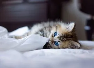Как да сваля котките, в света на котки и кучета