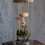Как florarium собствените си ръце (20 снимки)