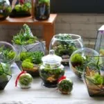 Как florarium собствените си ръце (20 снимки)