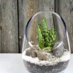 Как florarium собствените си ръце (20 снимки)