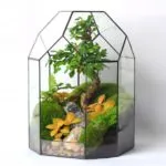 Как florarium собствените си ръце (20 снимки)