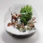 Как florarium собствените си ръце (20 снимки)