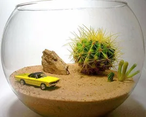 Как florarium собствените си ръце, стъпка по стъпка ръководство