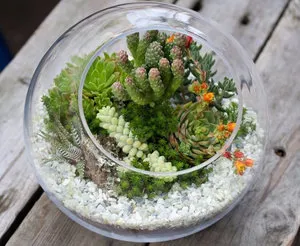 Как florarium собствените си ръце, стъпка по стъпка ръководство
