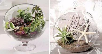Как florarium собствените си ръце, стъпка по стъпка ръководство