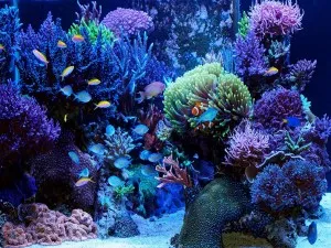 Как да се морска вода аквариум (вода) Как да си направим морска вода аквариум