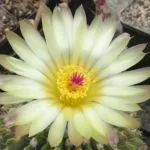 Cactus цъфтеж като честотата у дома, грижи, поливане, засаждане и презасаждане