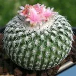 Cactus цъфтеж като честотата у дома, грижи, поливане, засаждане и презасаждане