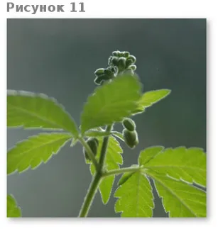 Какво се разраства