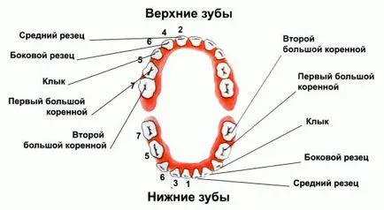 Както зъбите започва да се катери
