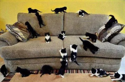 Тълкуване на сънища котка ражда котенца