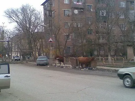 Крави в