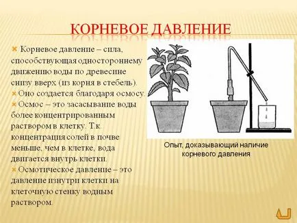 Каква е корен налягане