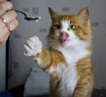 котка състояние