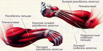 Как да се засили китките си, упражнения за укрепване на ръката, китката и предмишницата