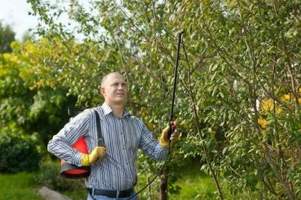 Как да се грижим за пролетния черешката