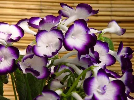 Как да се грижим за цветя achimenes у дома (производство на което изисква грижи) Как да се грижим за цветя achimenes у дома