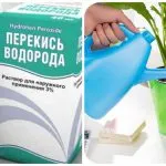 Как да расте началото на киселец