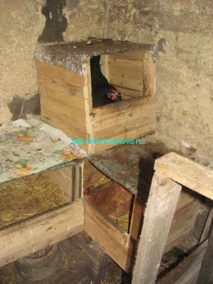 Как да расте пиленца