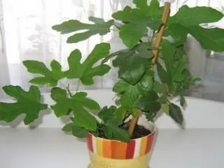 Как да растат смокини от камък
