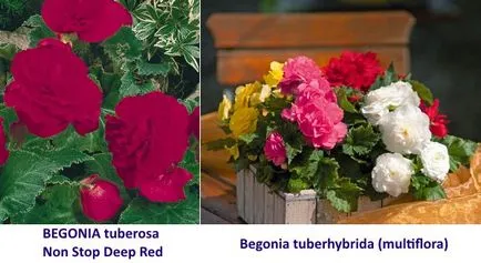 Как да расте бегония тубероза