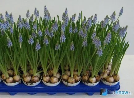 Как да расте един дом Muscari