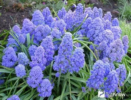 Как да расте един дом Muscari
