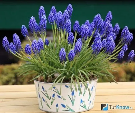 Как да расте един дом Muscari