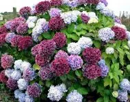 Алабаш отглеждане и грижи зеле