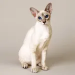 Кастрирани котки Do