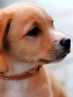 Защо мечтата на змия ухапе 1