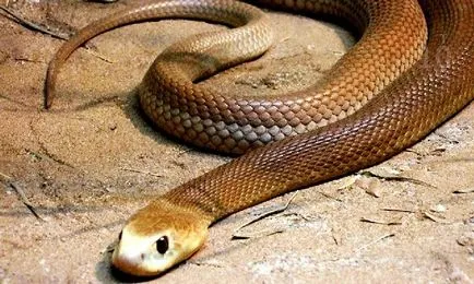 Защо мечтата на ухапване от змия като 🔮🌙 connik - ухапване от змия