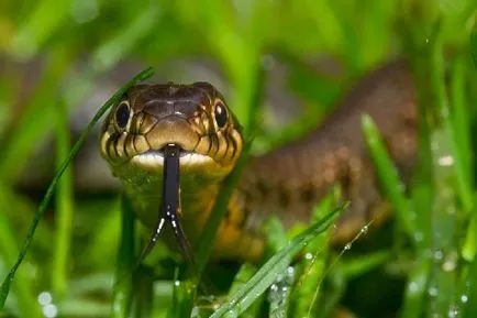 Защо мечтата на ухапване от змия като 🔮🌙 connik - ухапване от змия