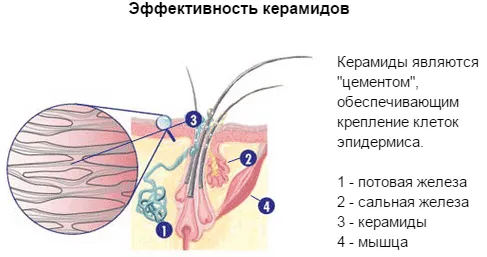 Серамиди за лице и коса