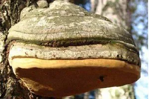 Хората лечение на тумор Хората лечение на тумор