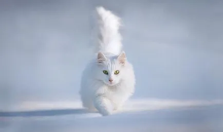 Какво е Творецът