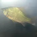 Carp хапане днес