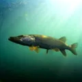 Carp хапане днес