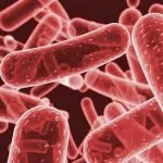 Klebsiella симптоми и Klebsiella пневмония, Klebsiella в клеветническа, отколкото лечение klebsiellu