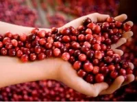 Cranberry - полезни свойства и противопоказания