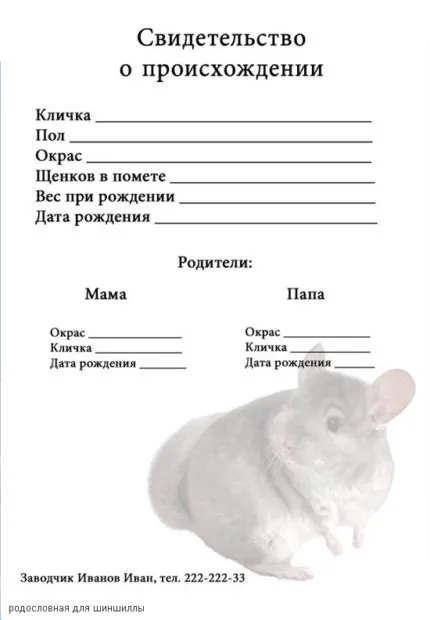 Прякори и имена за момчета и момичета чинчили