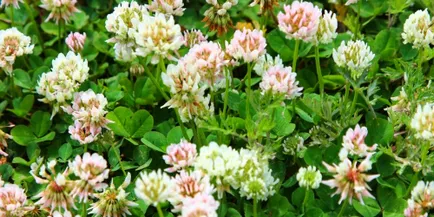Clover (снимка растения) - тайни, съвети, указания (растения) Clover (снимка растения) - Secrets, съвети, указания