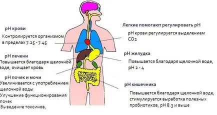 Киселина-база регулиране на състояние, anali стойности на организма