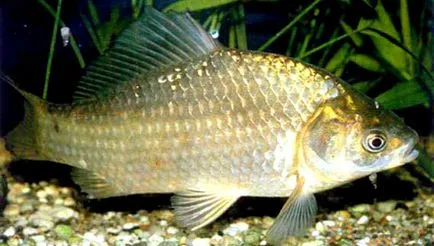 Carp хапане днес