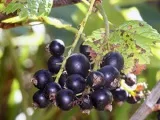 Вътрешен азалия - грижи поливане, разсаждане, влажност на почвата (грижи) Закрит азалия - грижа поливане, пресаждане, влажността на почвата