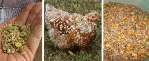 Храна за кокошки носачки цена на крайния продукт и домашно приготвени